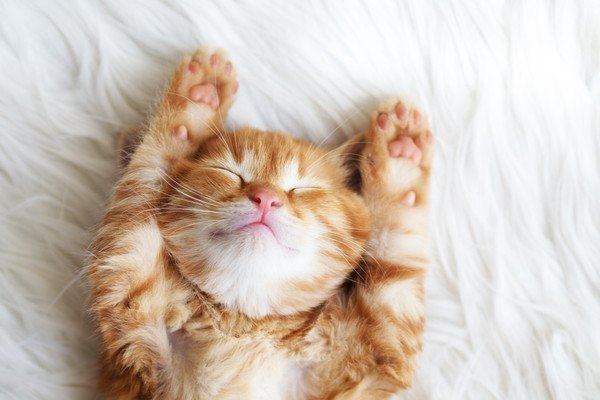画像:🐱猫の日🐱