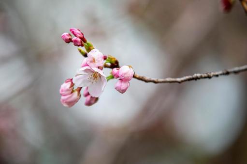 画像:桜が咲いていました!!