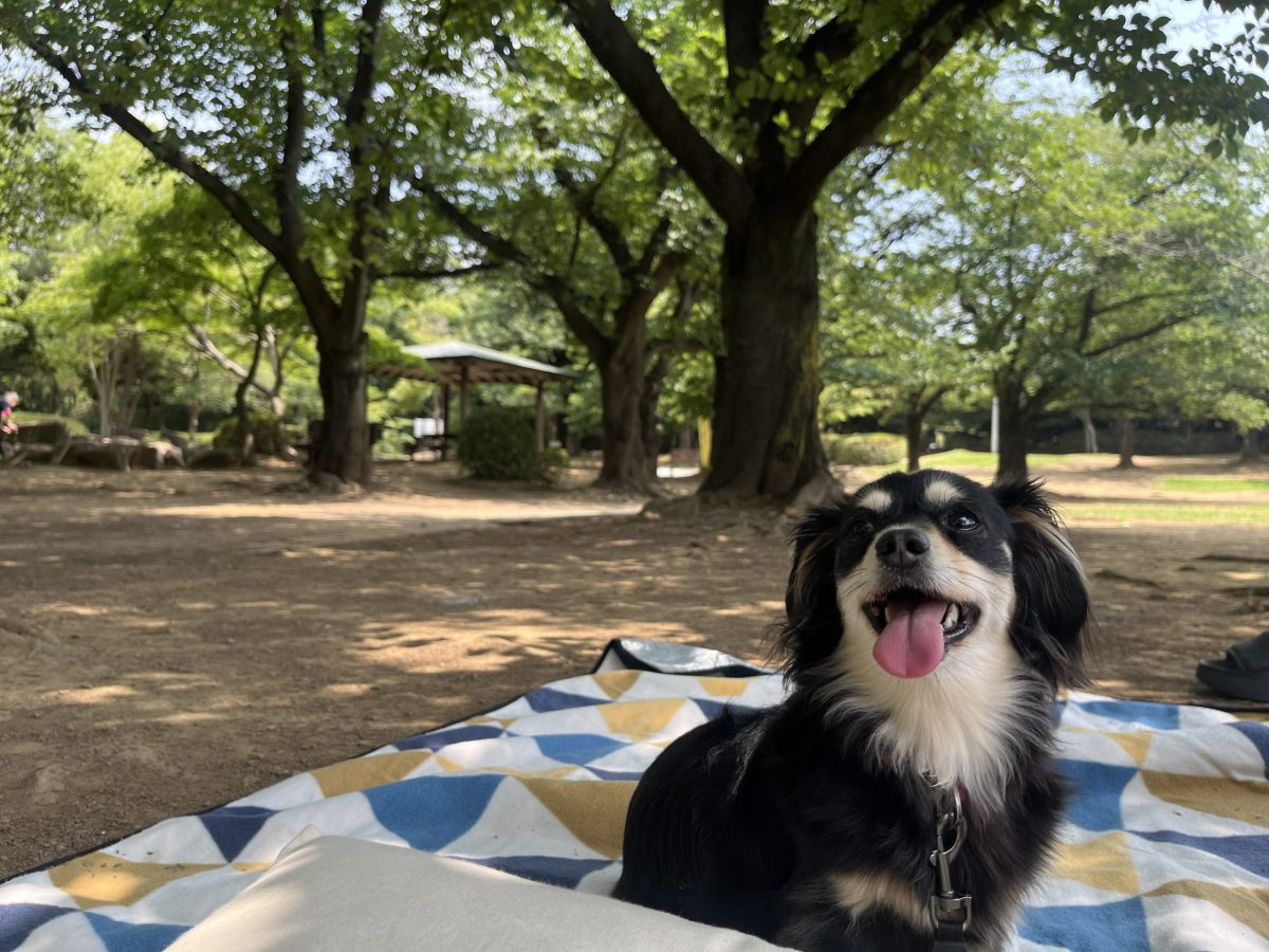 画像：🌳お散歩🐾