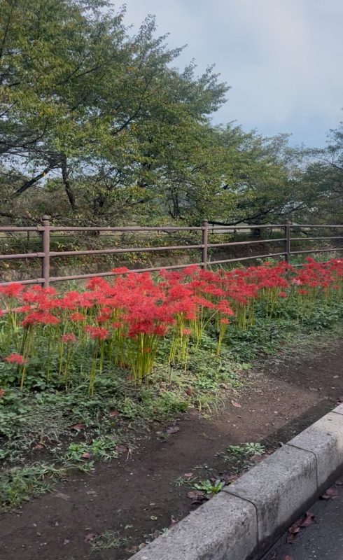 画像:大和までサイクリング🚴🍁