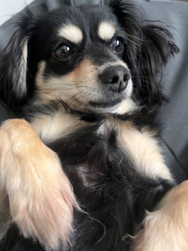 画像:お散歩好きなうちのわんこ🐶