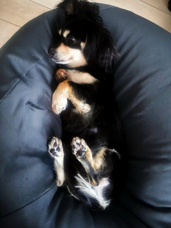 画像:リラックス犬🐶