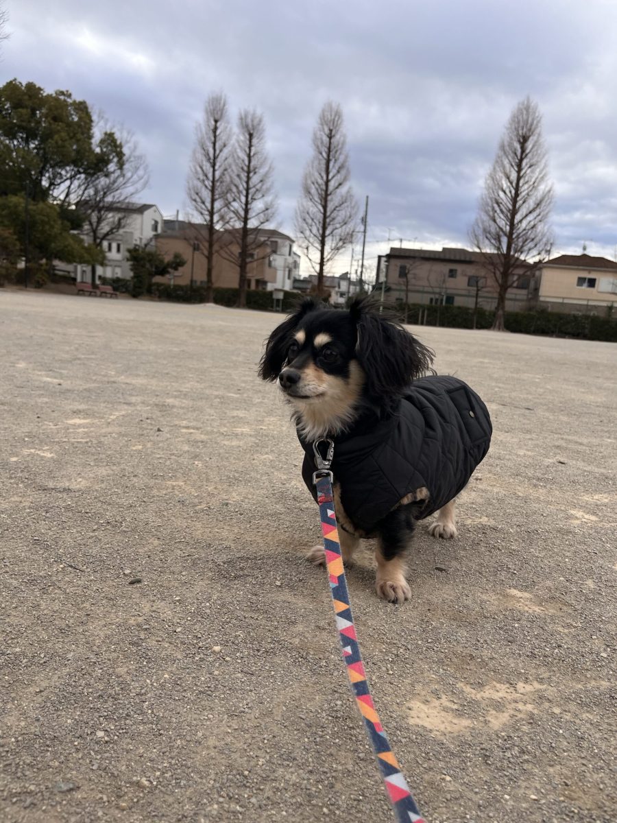 画像：冬のお散歩🐶