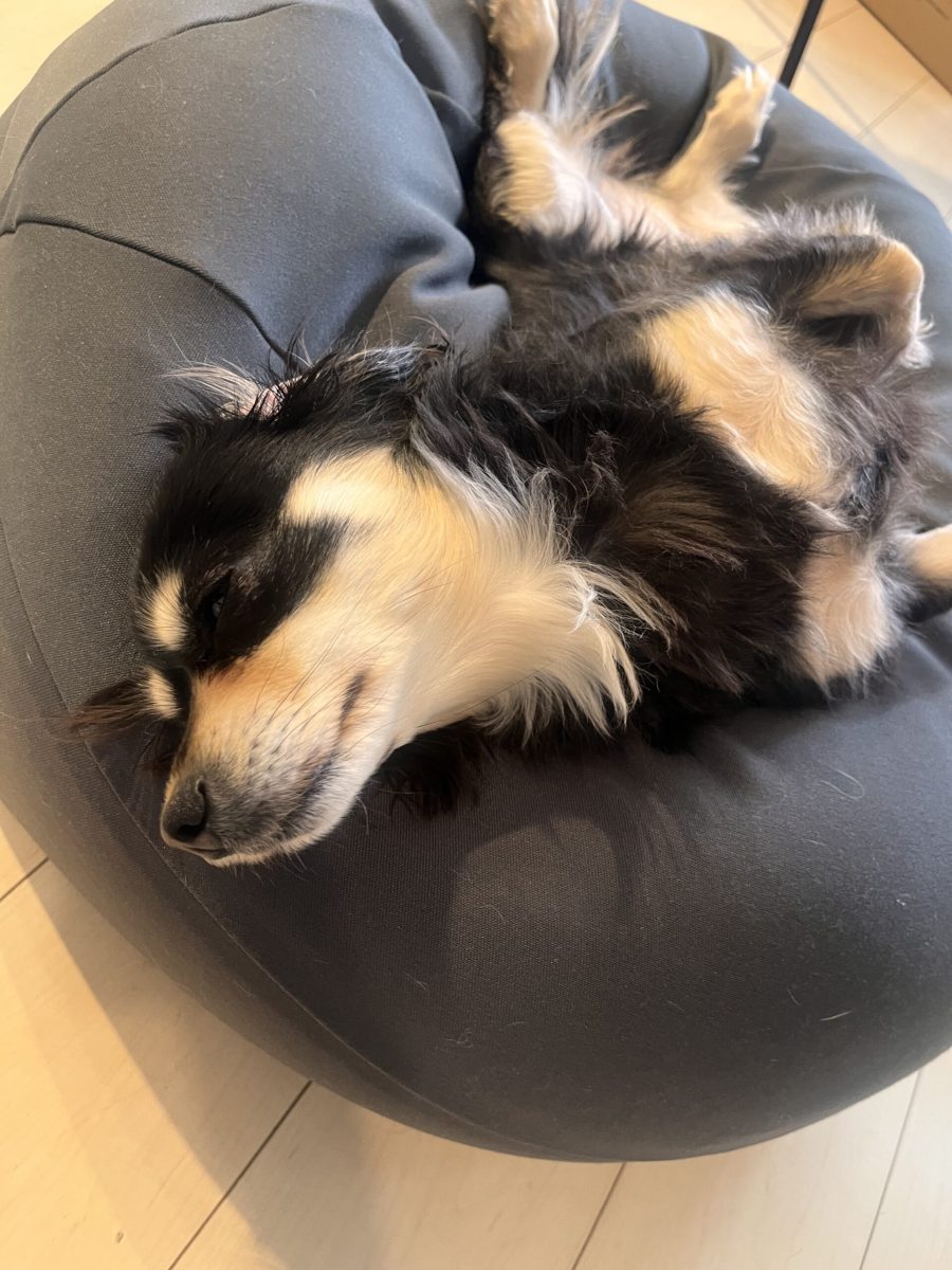 画像：お腹出して、爆睡中🐶