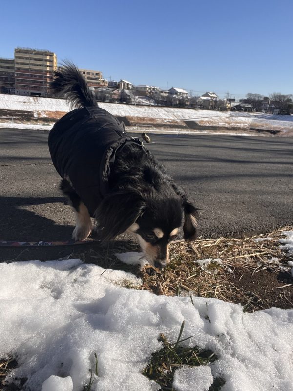 画像:❄️ 雪の上でもいつものクンクン時間 🐾