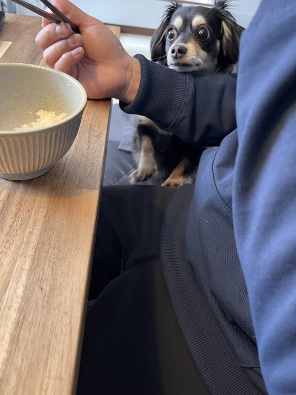 画像:🐶 ご飯の時間は真剣勝負