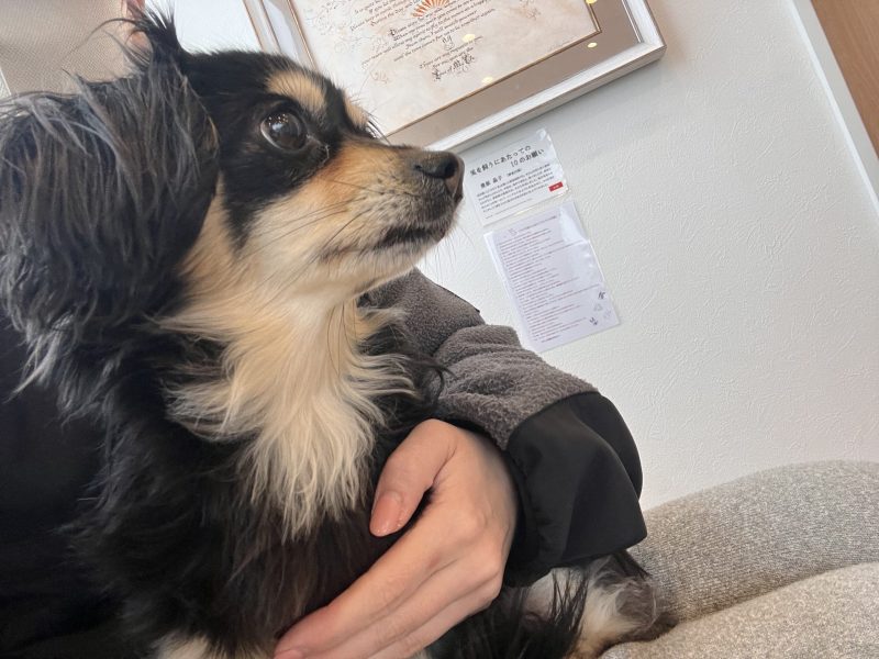 画像:🐶 爪切りだけなのにガクブル…