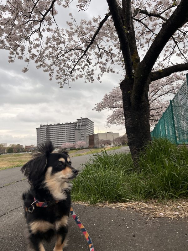 画像:桜の季節🌸