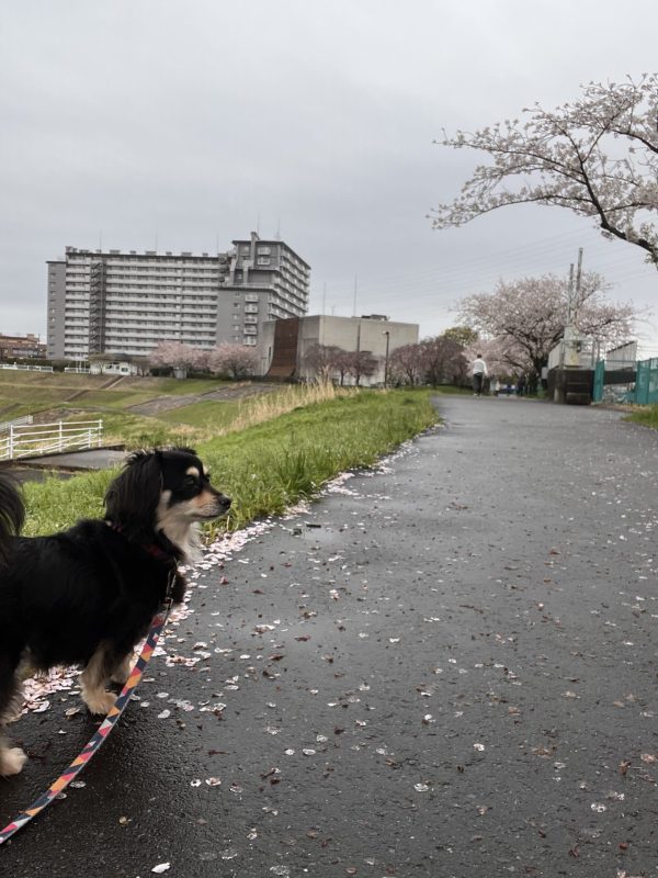 画像:雨上がりの桜