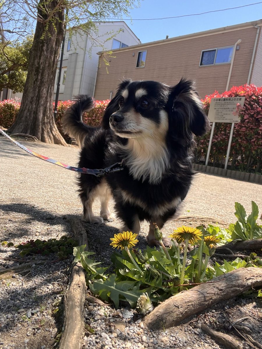 画像：桜の次はたんぽぽ