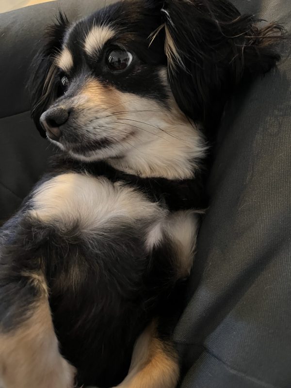 画像:今日のトトちゃん🐶